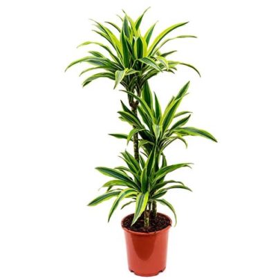 Dracaena Lemonlime 3pp 150cm ht