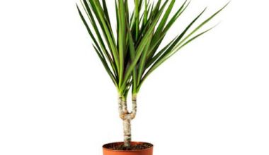 Dracaena Marginata 1pp 30cm ht