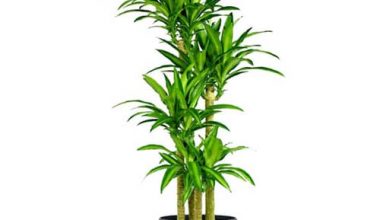 Dracaena Massangeana 3pp 120cm
