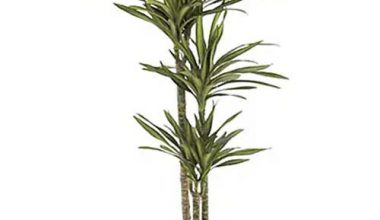 Dracaena Rickkii 3pp 150cm