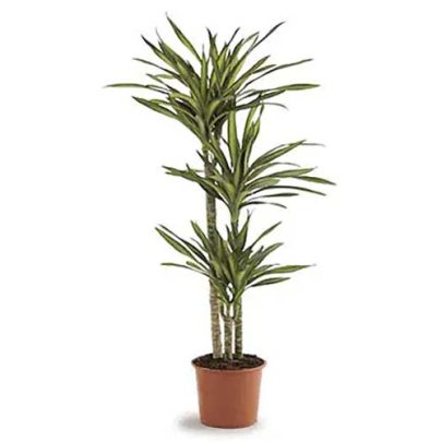 Dracaena Rickkii 3pp 150cm
