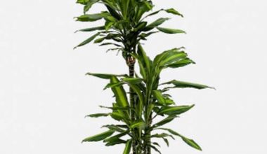 Dracaena Warnekki 3pp 100cm