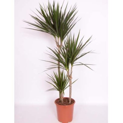 Dracaena marginata 3pp 150cm ht