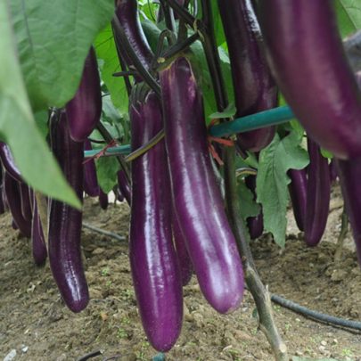 EGG PLANT 2 - SEEDS