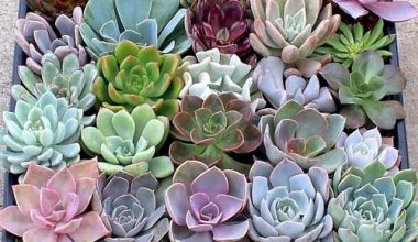 Echeveria mix color 5.5cm pot