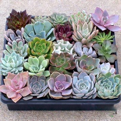 Echeveria mix color 5.5cm pot