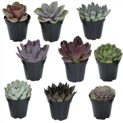 Echeveria mix color 10.5cm Pot