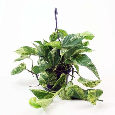 Epipremnum hanging