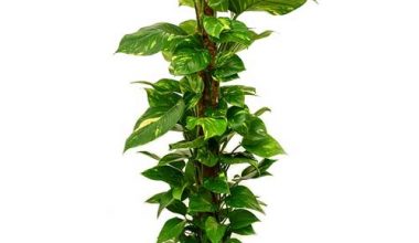 Epipremnum mosstick 120 cm