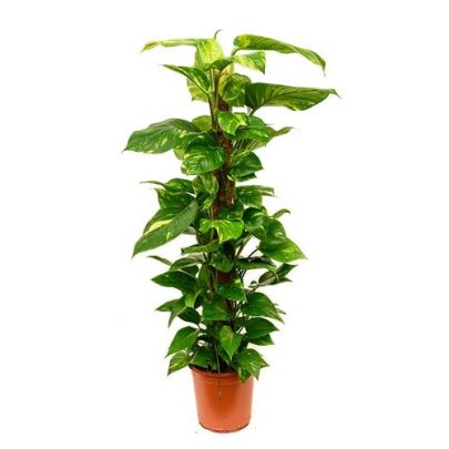 Epipremnum mosstick 120 cm