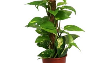 Epipremnum mosstick 60 cm