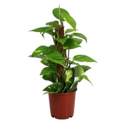 Epipremnum mosstick 60 cm