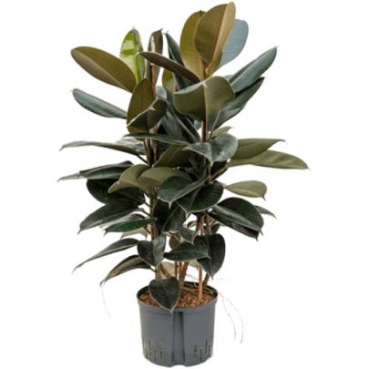Ficus Robusta 3pp 80cm ht