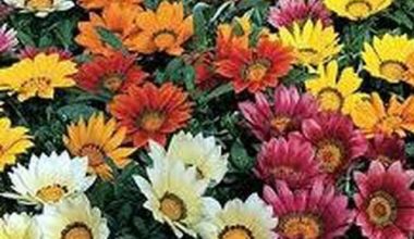 GAZANIA HIBRIDA VARIADA SEEDS