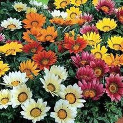 GAZANIA HIBRIDA VARIADA SEEDS
