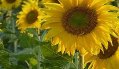 GIRASOL PARA PIPAS SEEDS