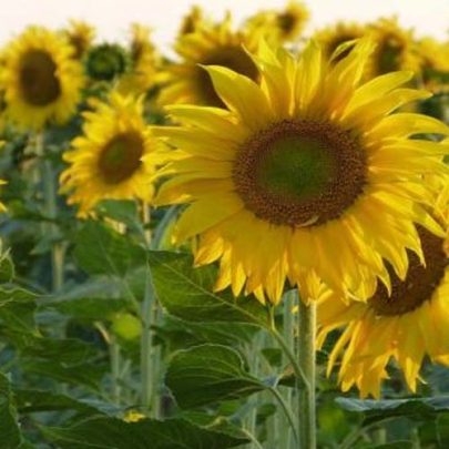 GIRASOL PARA PIPAS SEEDS