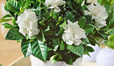Gardenia jasminoides 30cm ht