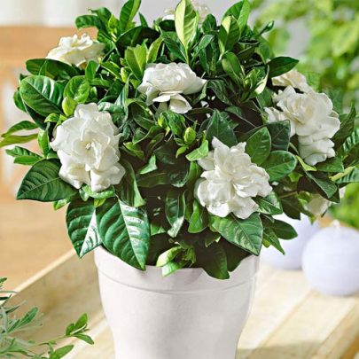 Gardenia jasminoides 30cm ht