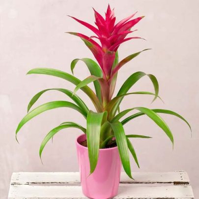 Guzmania 50cm