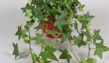 Hedera 35cm