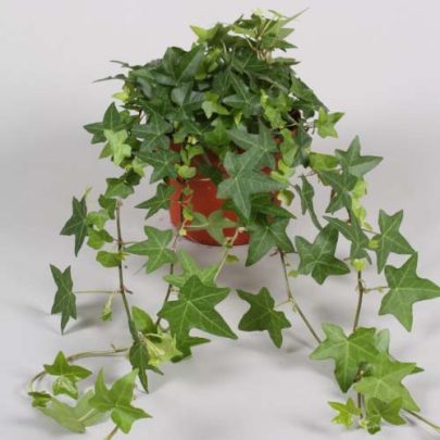 Hedera 35cm