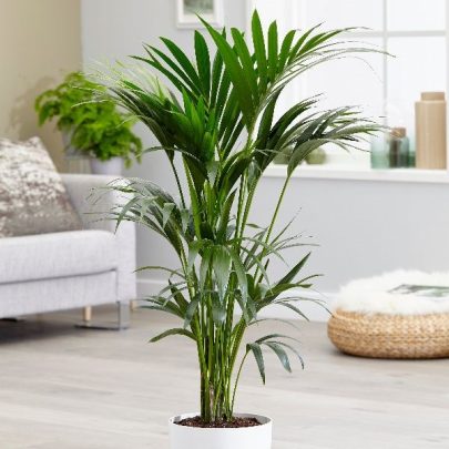 Howea Forsteriana 150cm ht