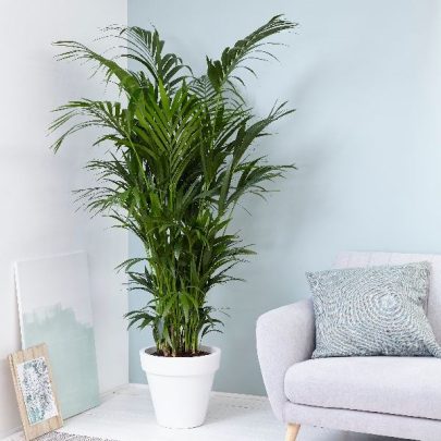 Howea Forsteriana 100cm ht