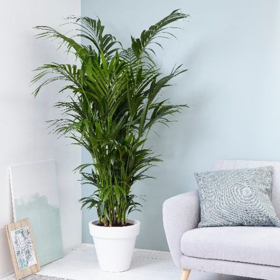 Howea Forsteriana 100cm ht