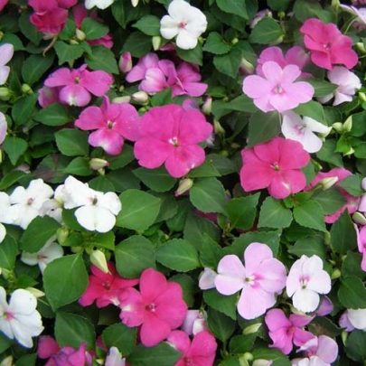IMPATIENS FIOREDIVETRO SEEDS