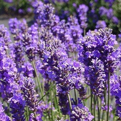 LAVANDA OFFICINALIS ( LAVENDAR ) SEED