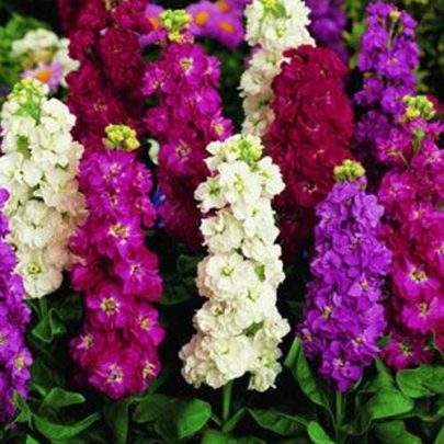 MATTHIOLA INCANA - ALHELI EXCELSIOR ROJO SEEDS