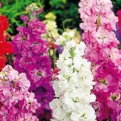 MATTHIOLA INCANA SEEDS