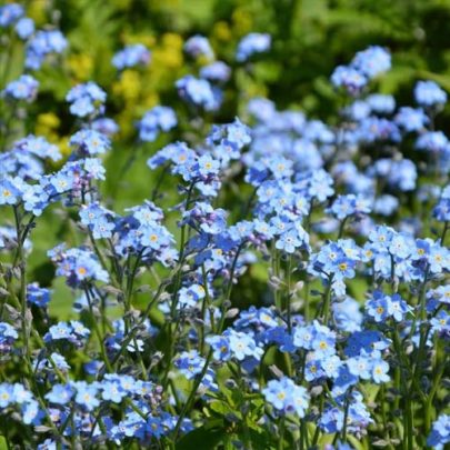 MYOSOTIS ALPESTRIS - MIOSOTIS DE LOS ALPES AZUL SEEDS