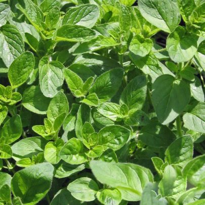 OREGANO COMUN SEEDS