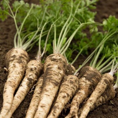 PARSLEY ROOT SEEDS