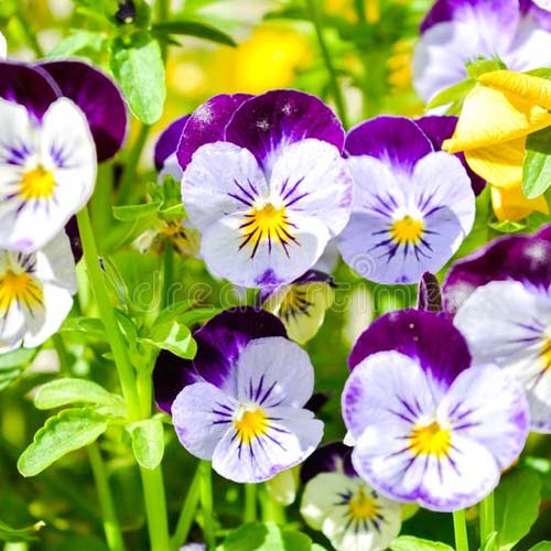 PENSAMIENTO HIBRIDO SEEDS