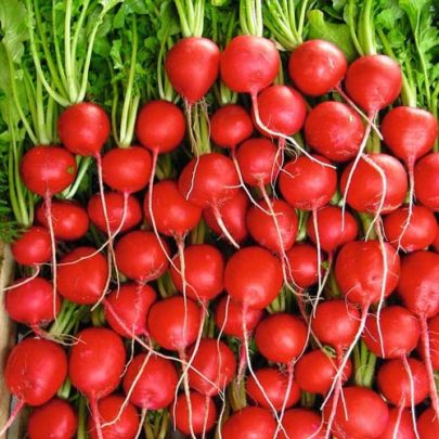 RADISH SEEDS