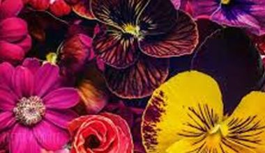 RED AND YELLOW FELINE PANSY SEEDS