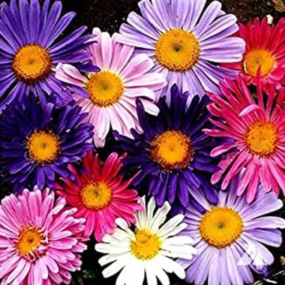 REINA MARGARITA - FLOR MARGARITA SEEDS