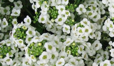 SNOW BASKET ALDER - LOBULARIA MARITIMA SEEDS