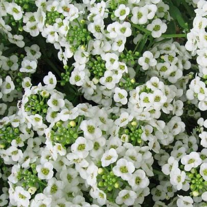 SNOW BASKET ALDER - LOBULARIA MARITIMA SEEDS