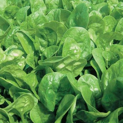 SPINACH LEAF SEEDS