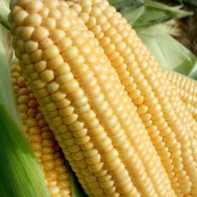 SWEET CORN SEEDS