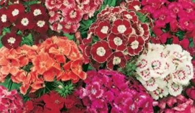 SWEET WILLIAM (GAROFANO DEI POETI ) SEEDS