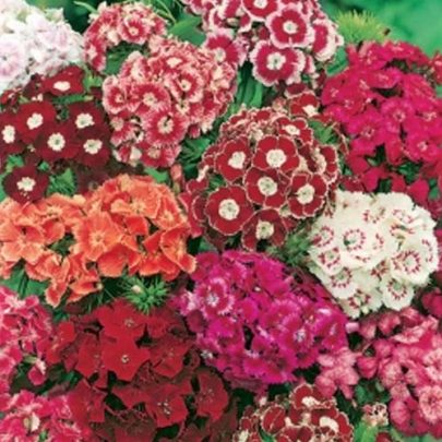 SWEET WILLIAM (GAROFANO DEI POETI ) SEEDS