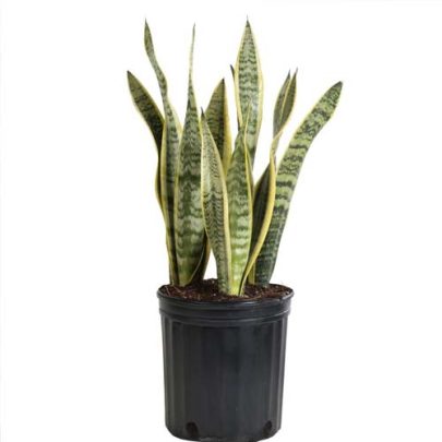Sansaviera Laurentii 30cm