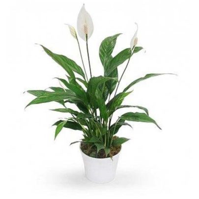 Spathiphyllum 60cm