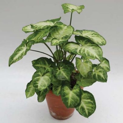 Syngonium 25cm ht