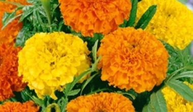 TAGETE ALTA DOPPIA IN MISCUGLIO SEEDS